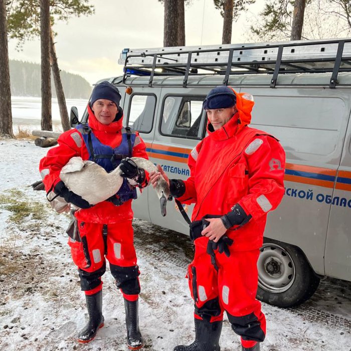 Оказали помощь раненому лебедю